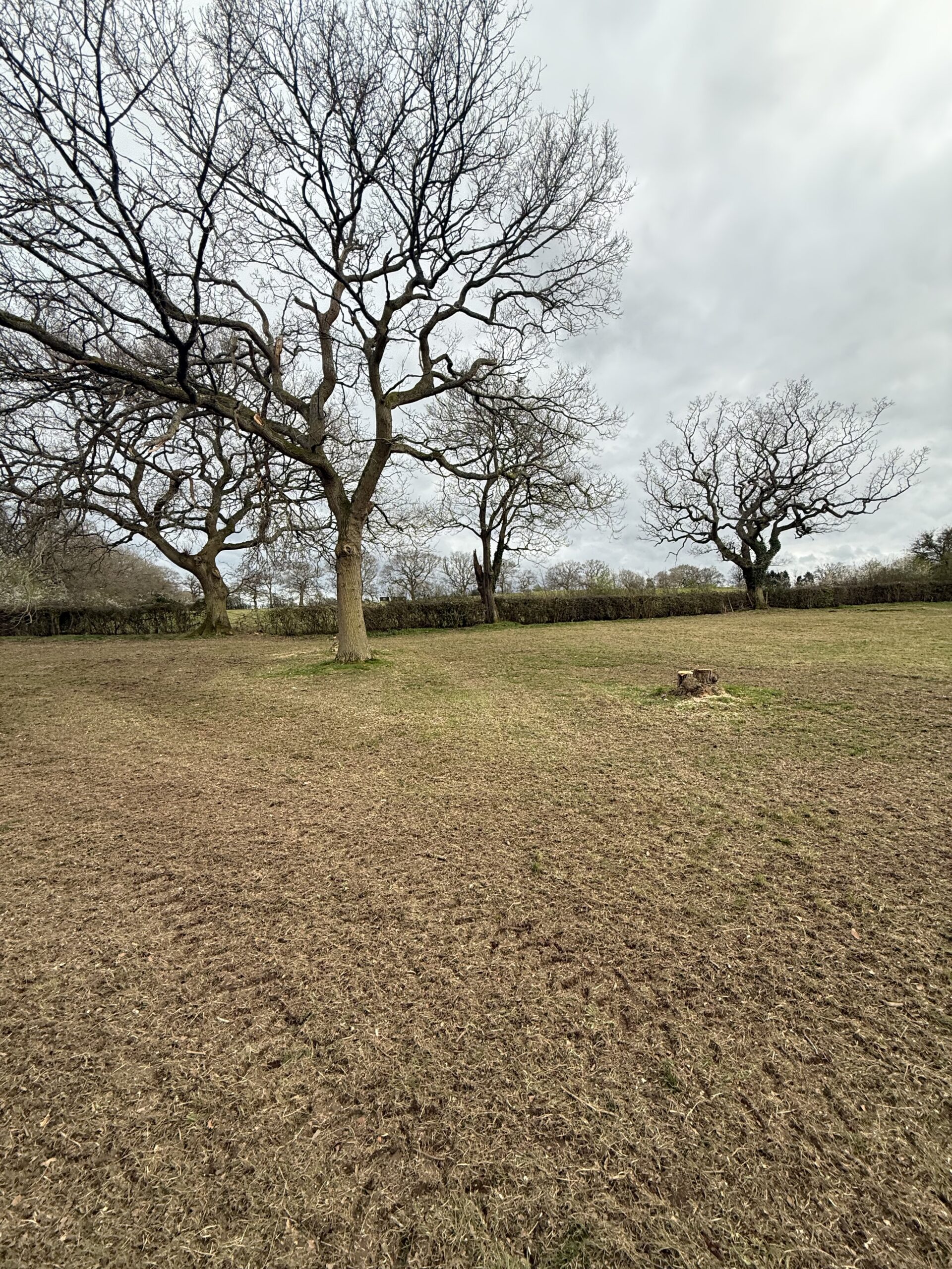 Tree works and vegetation management
